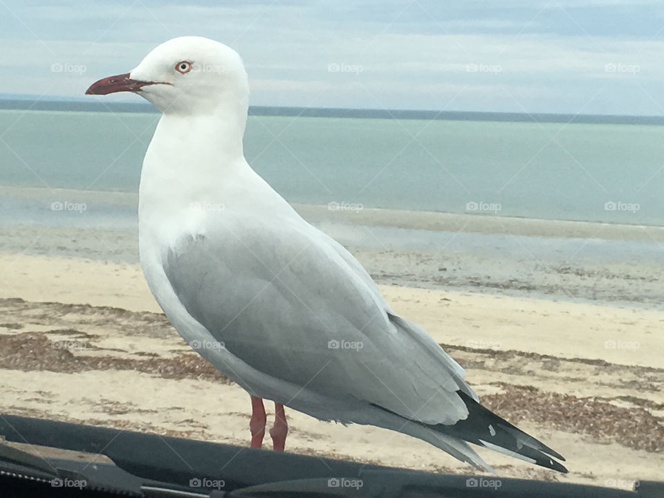 Seagull closeup