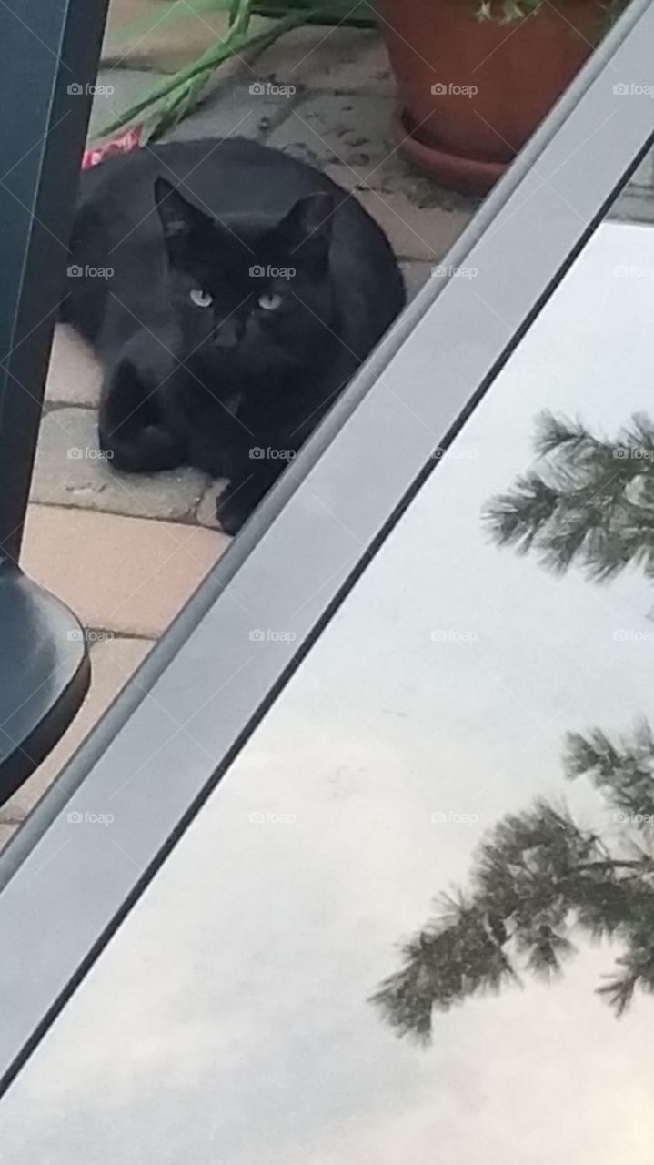 black cat. caught this fellow just chilling on the patio.