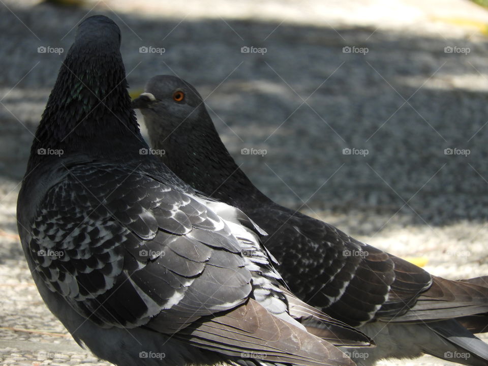 Birds couple