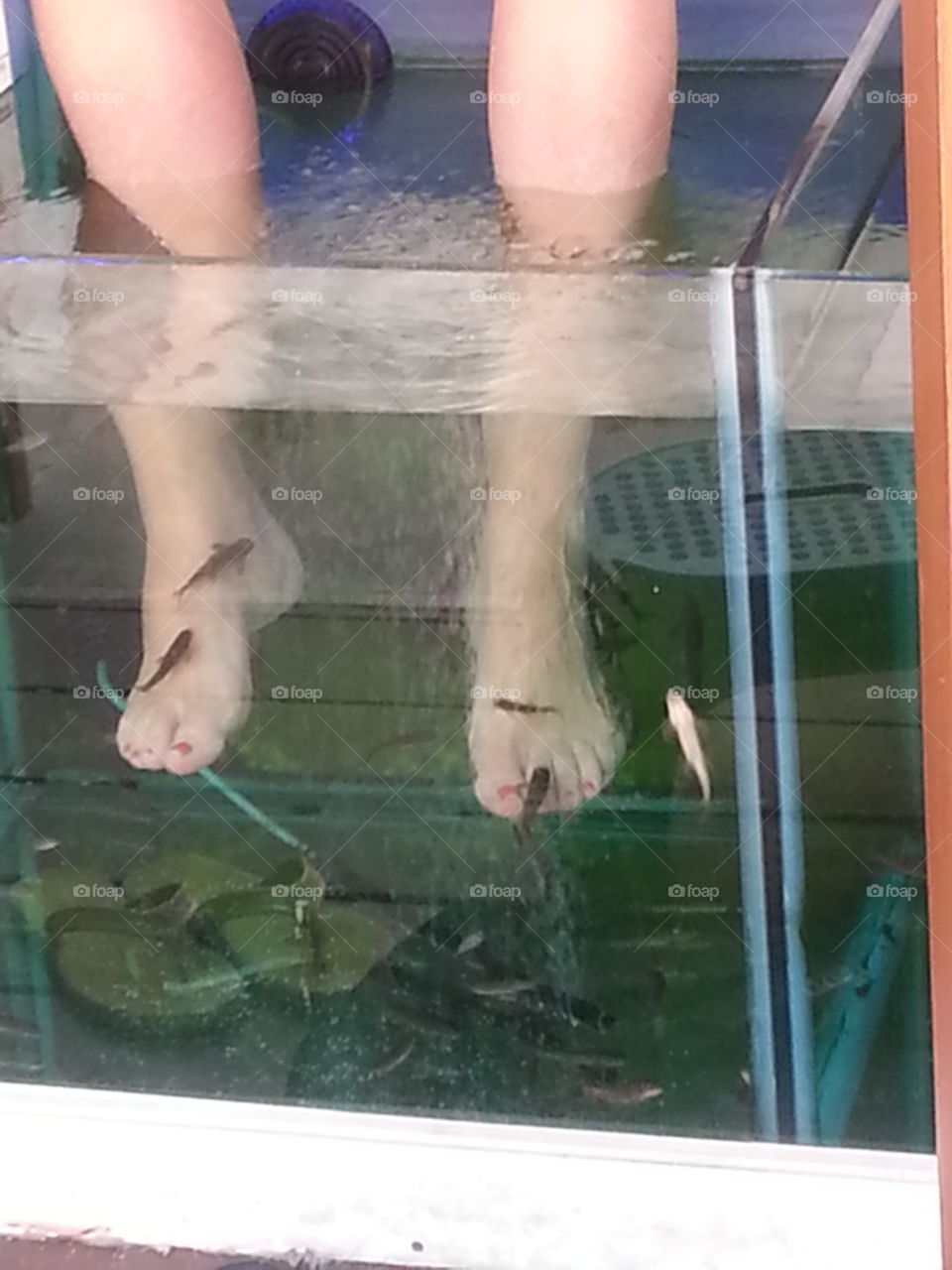 feet in water. fish suckling dead skin off feet