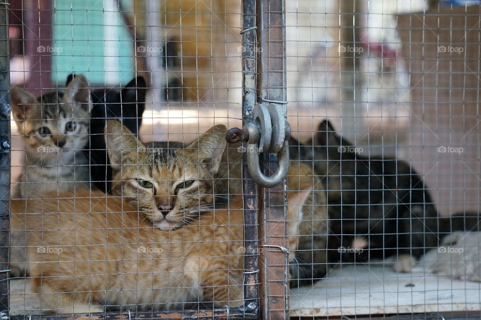 Cats in a cage