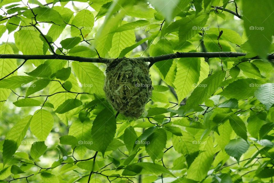 birdnest