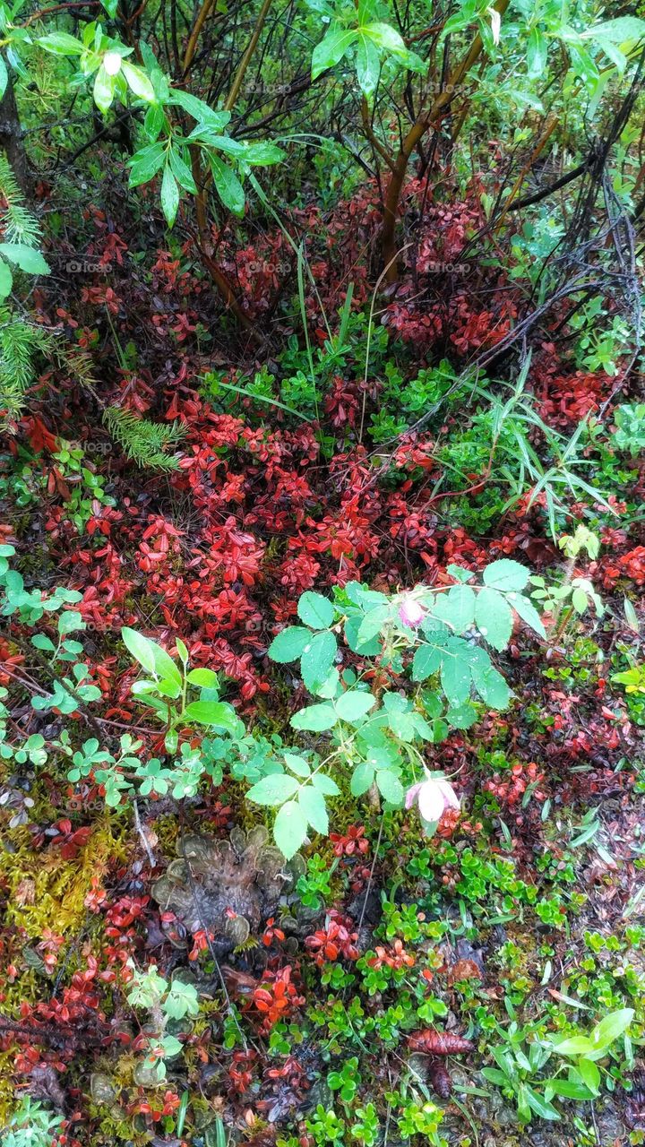 Vibrant foliage abounds in Alaska's wilderness mountain tundra.