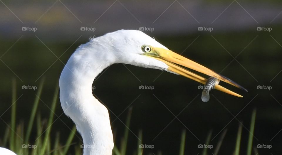 Egret eating minnow