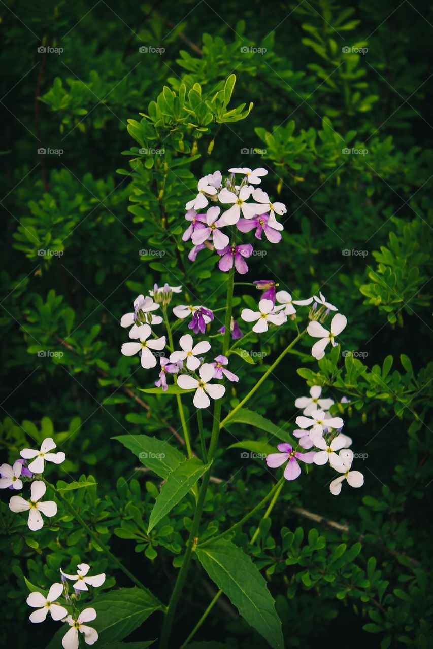 Evening Night Violet