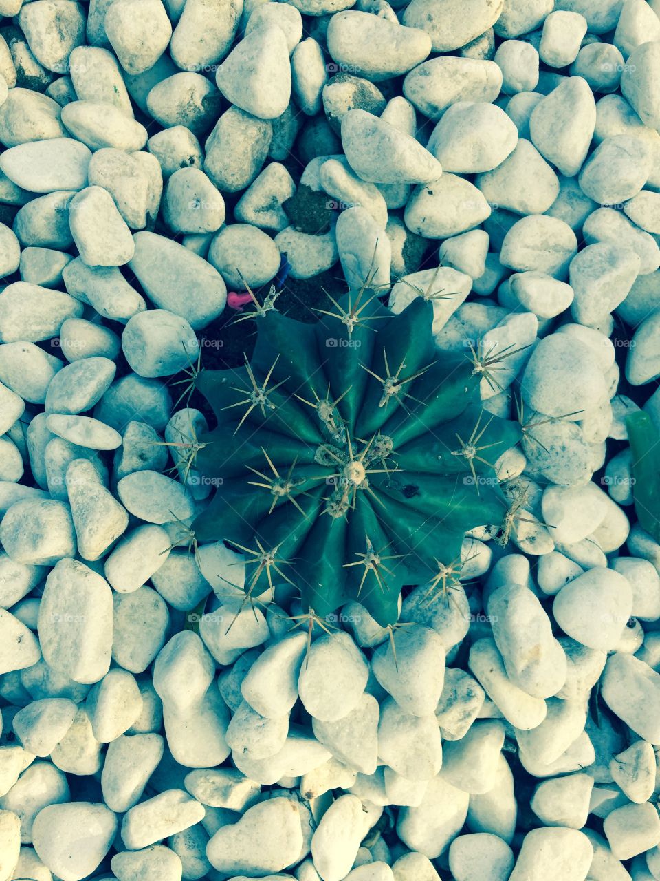 Cactus 🌺 de Lanzarote Islas Canarias 
