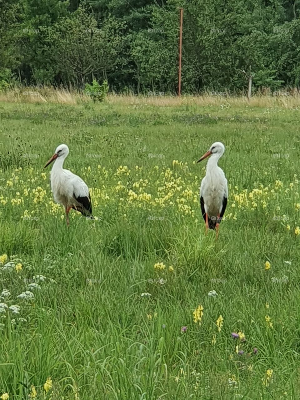 Rattle stork