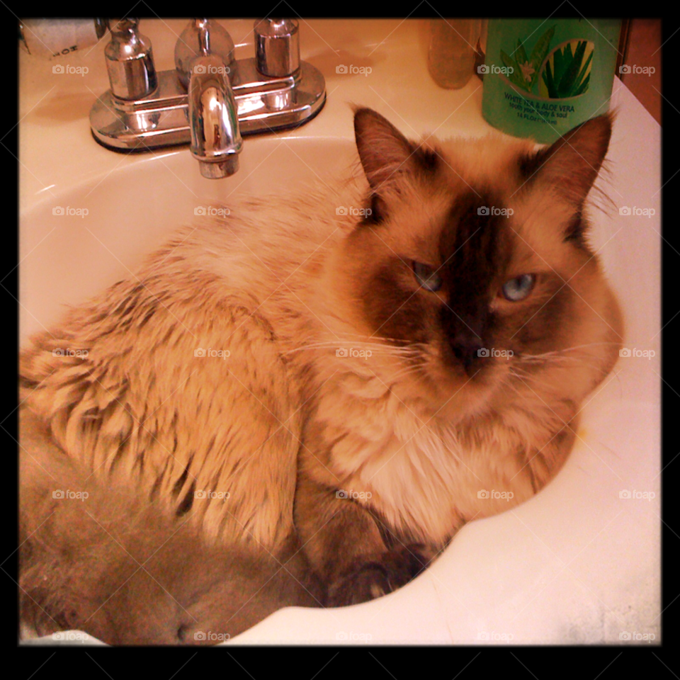 cat tiger eyes blue eyes by michaella