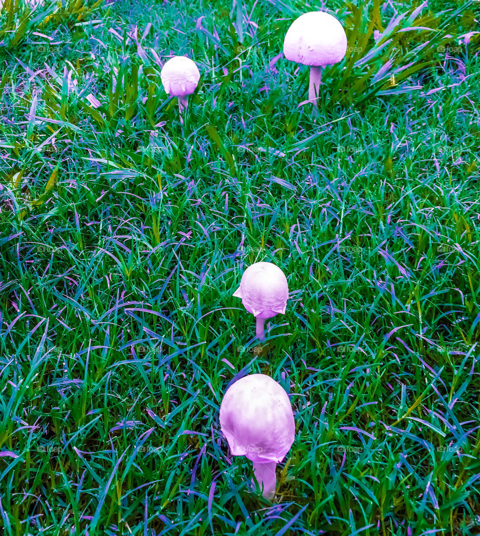 Mushrooms in enhanced color.