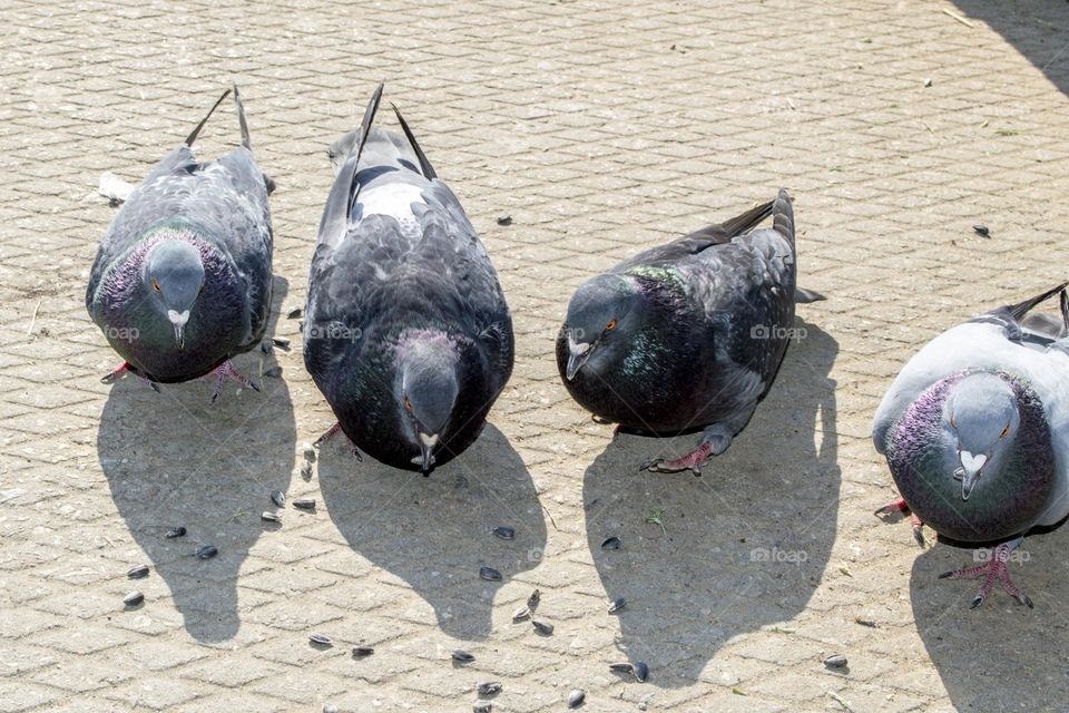 Pigeons are eating.