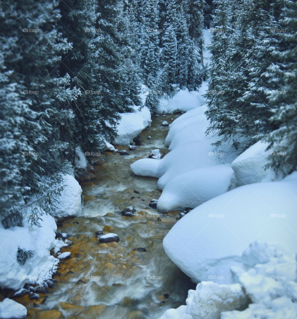 A mountain creek flowing down past snowy banks on a sunny day in spring. Beautiful pine trees line the way.