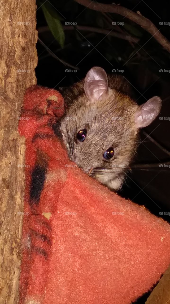 Kindness, Compassion, & Tolerance to All Living Things.