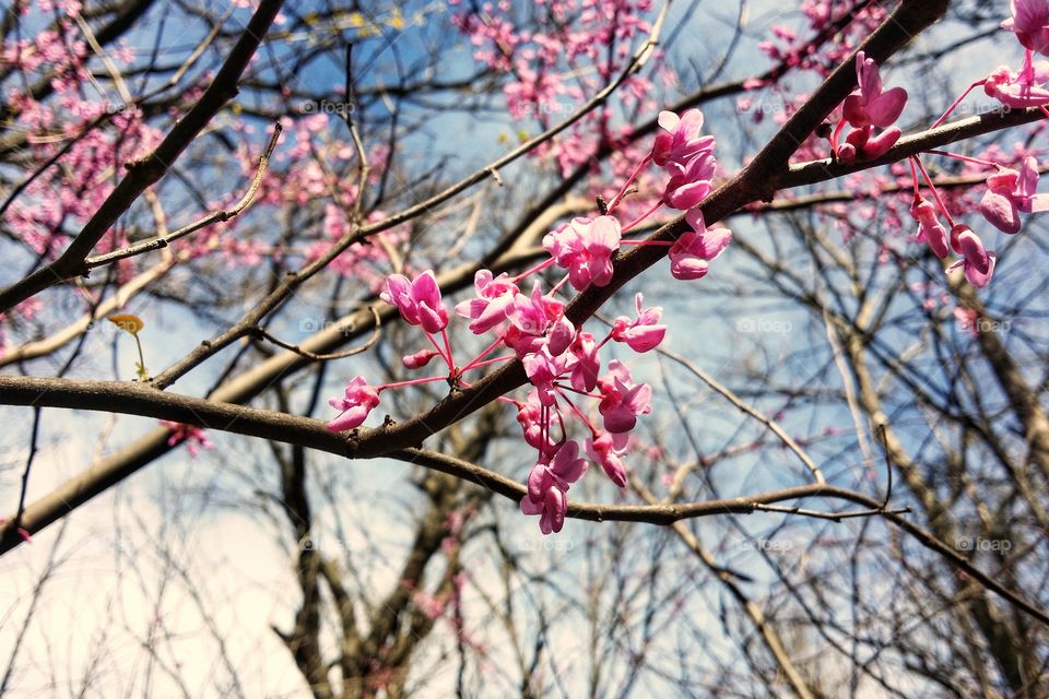 A Redbud Tree blooming in Spring