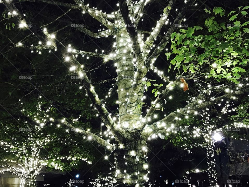 Lights Trees