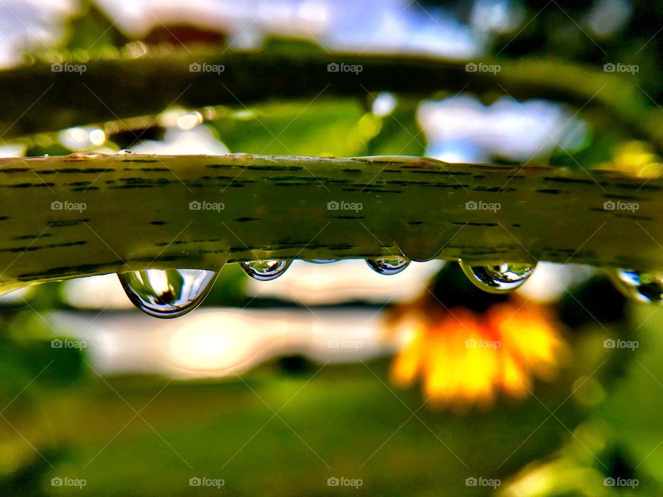 Beautiful drops on the flowers in Indiana 