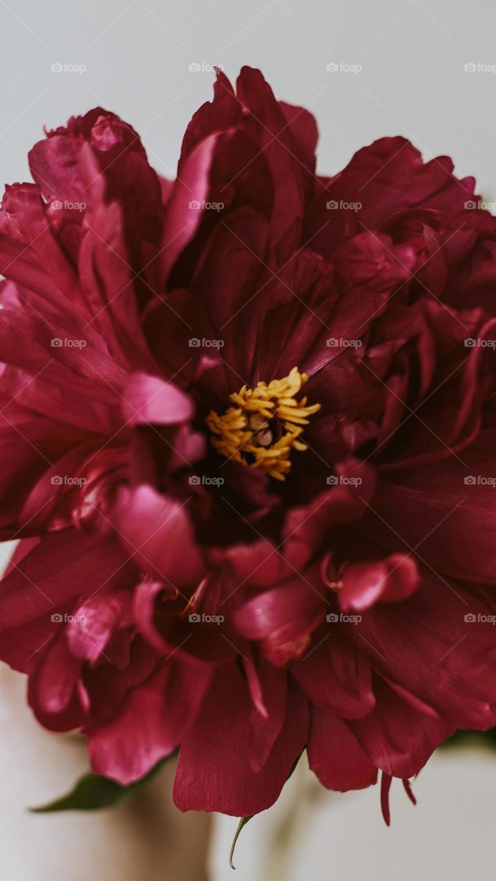 contrast of a bright red bud with an open tulip bud
