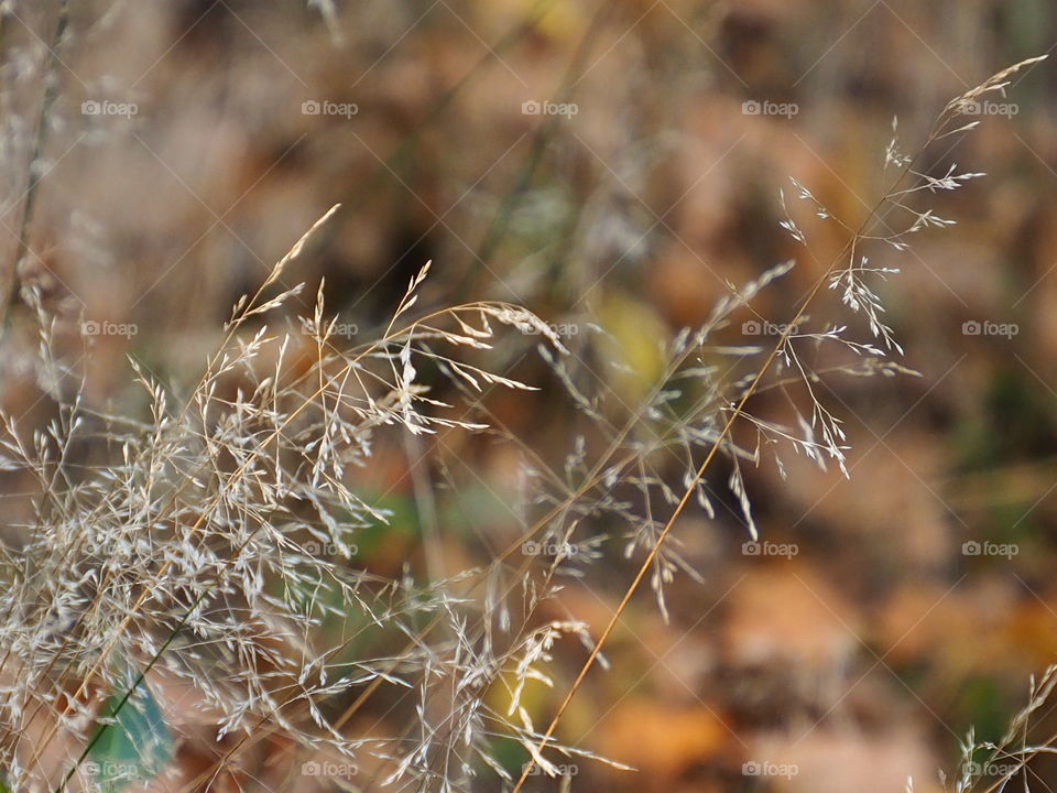 Autumn in the meadow
