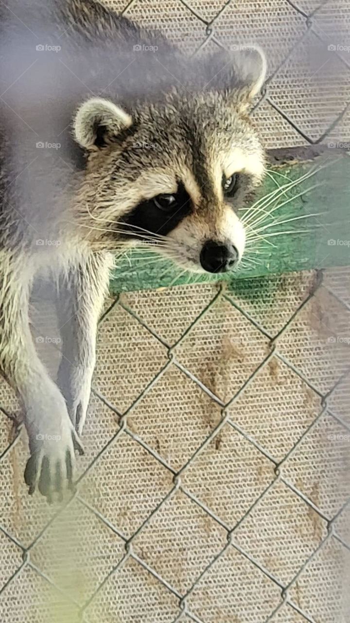 racoon in a cage