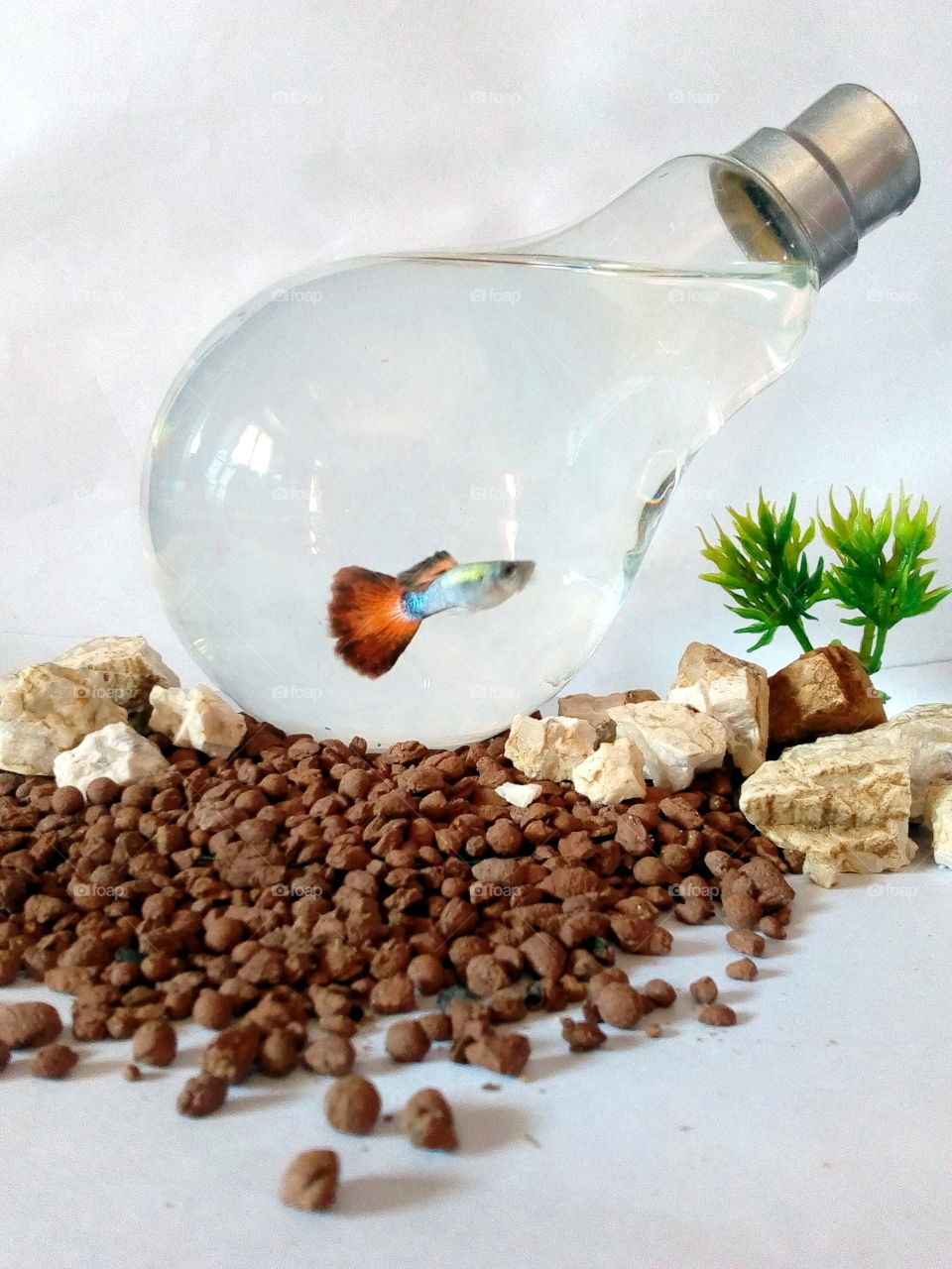 Beautiful fish in light bulb