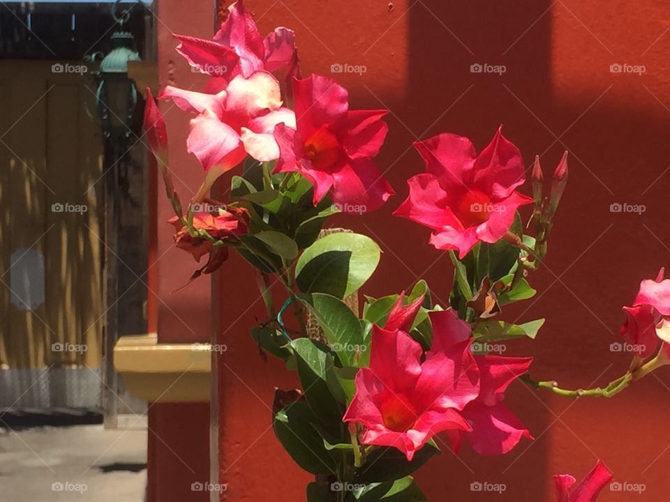 Red flowers 