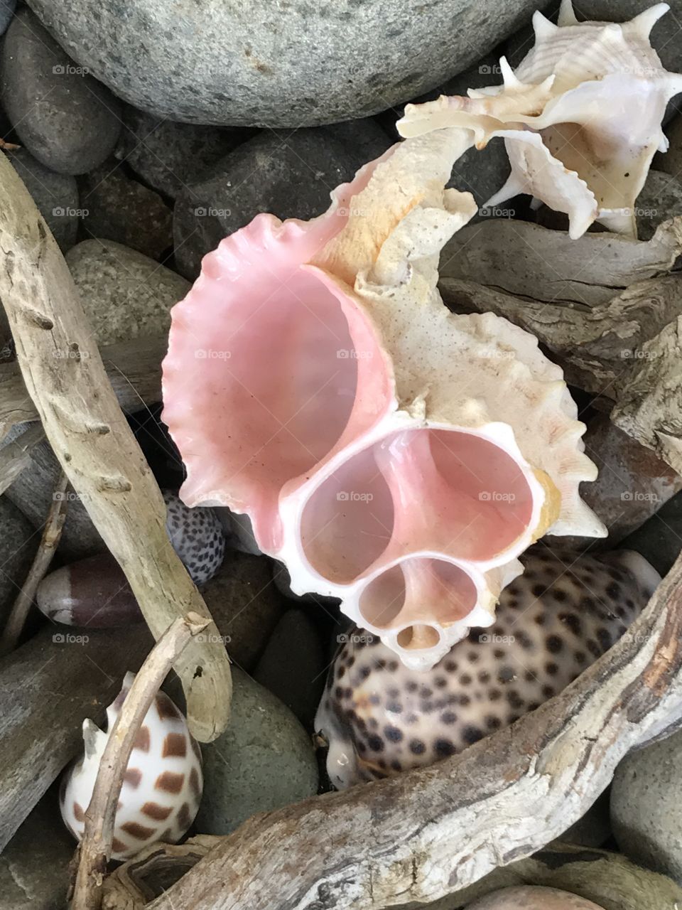 Inside a seashell 