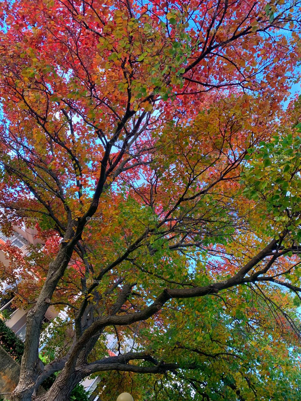 Same tree different colors! Nature is beautiful! 