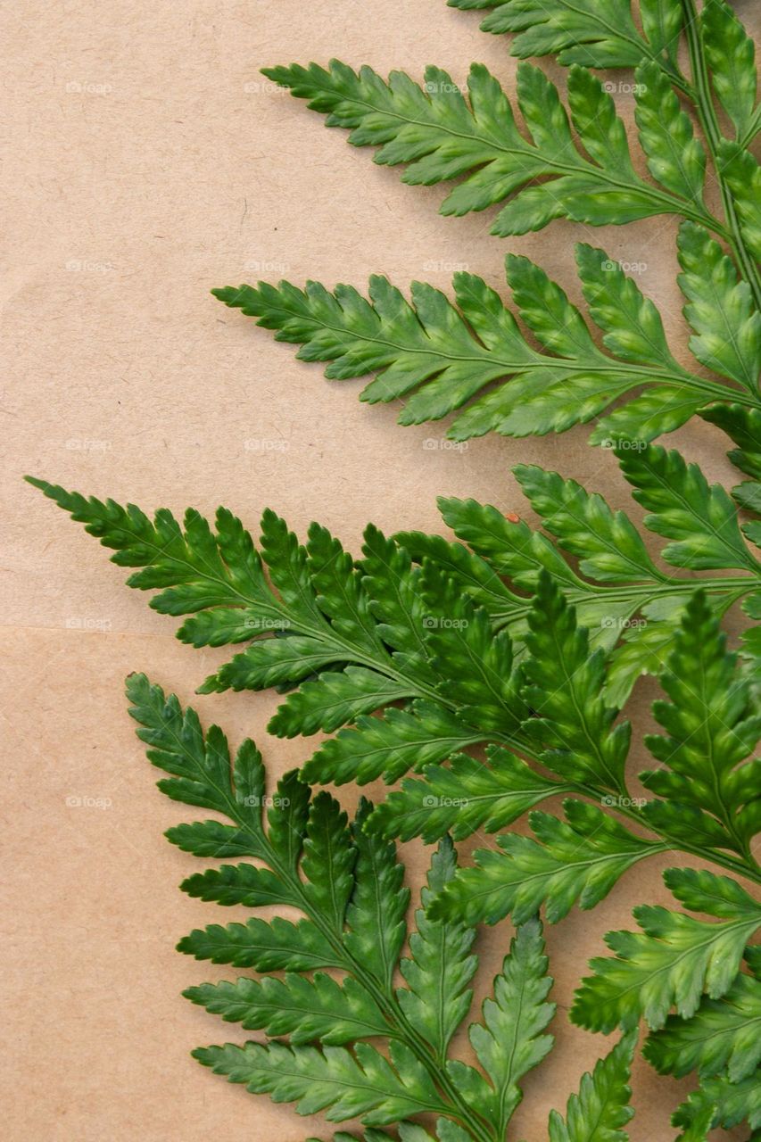 Fern leaves background