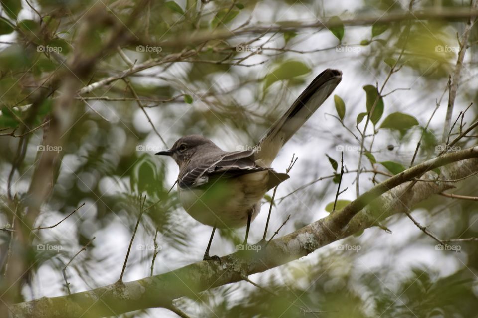 Bird perching on tree branch