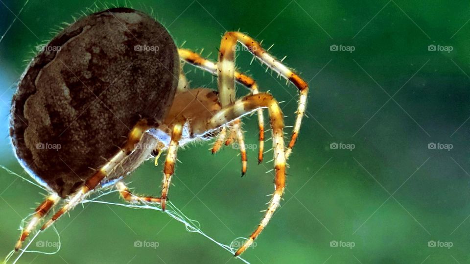 close up of spider