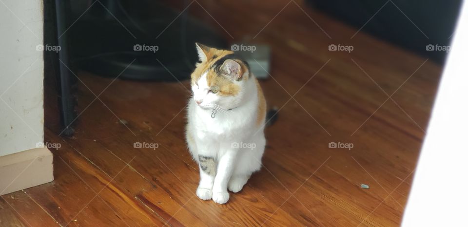 Prettiest calico cat in the world! (My opinion)