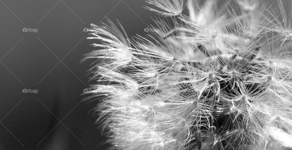 dandelion flower wind by lotti886
