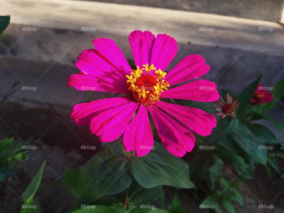 flower on the morning