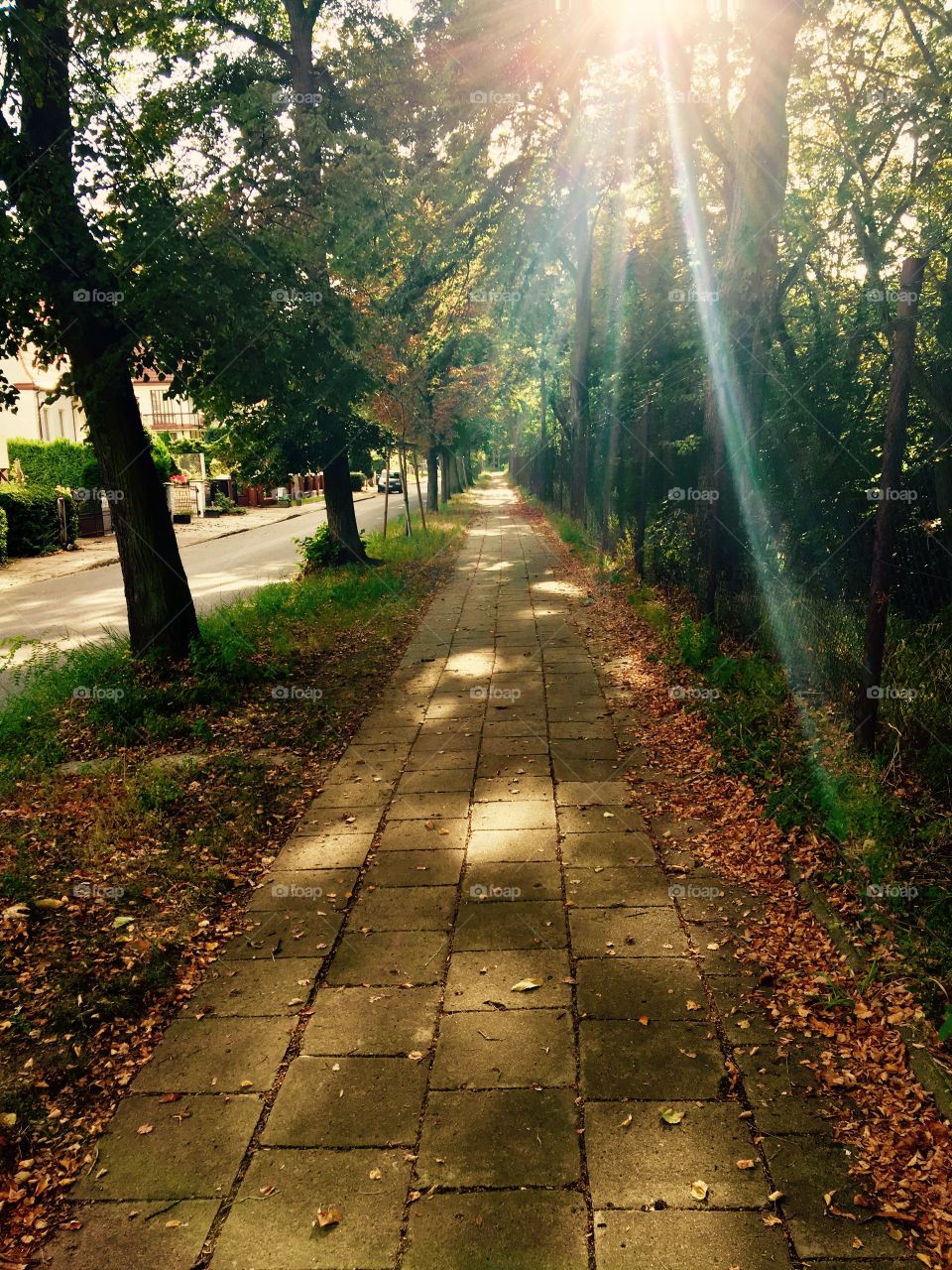 path and sunrays