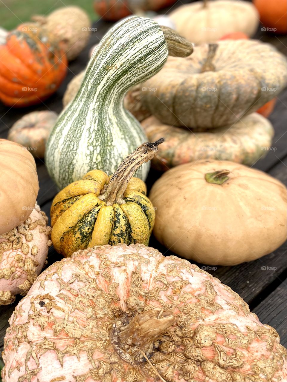 Pumpkin patch in Stuart’s Draft,  Virginia 