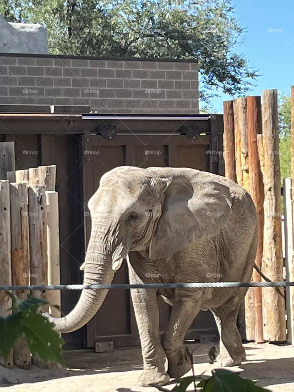 Elephant 