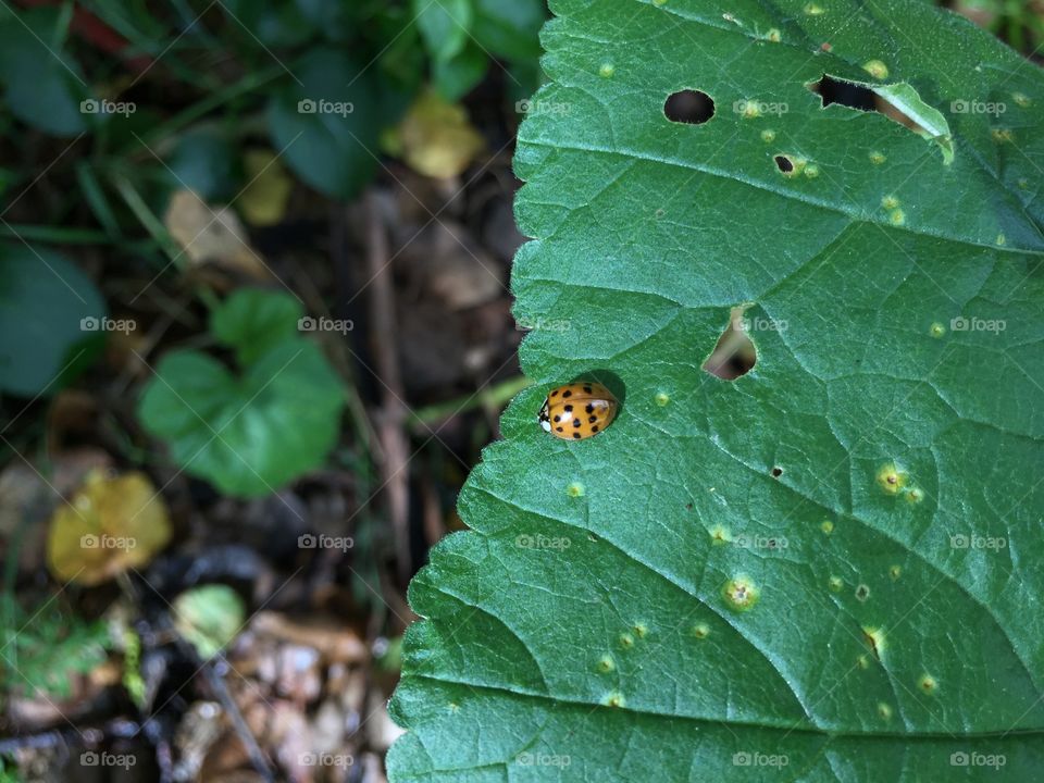 Beetle or Ladybug