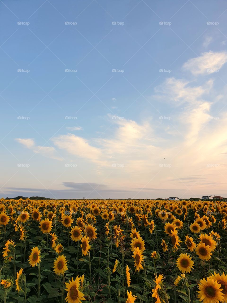 Sunflower Field at the end of the day during summertime