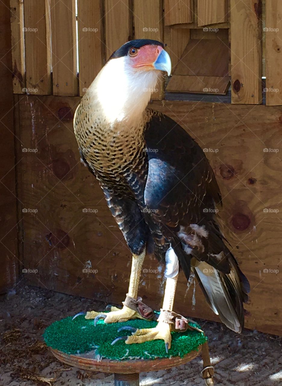 Caracara