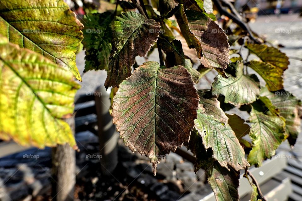 autumn leaves