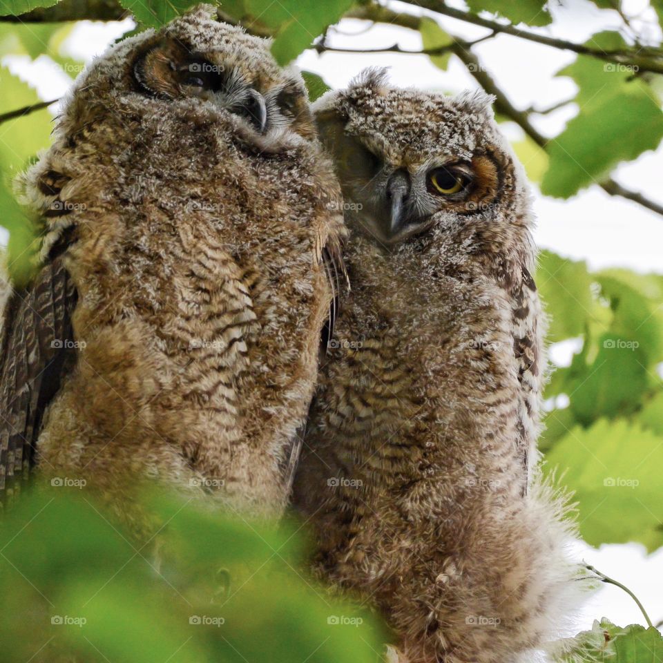 Owlets