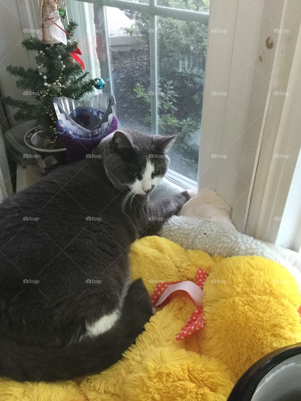 Cat, Family, No Person, Domestic, Mammal