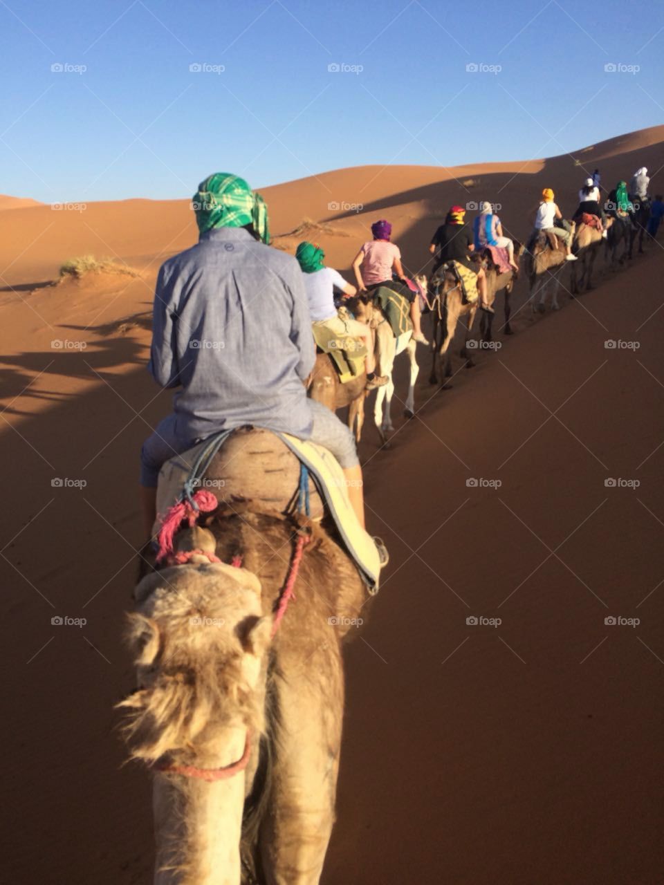 Camel trekking through the Sahara 