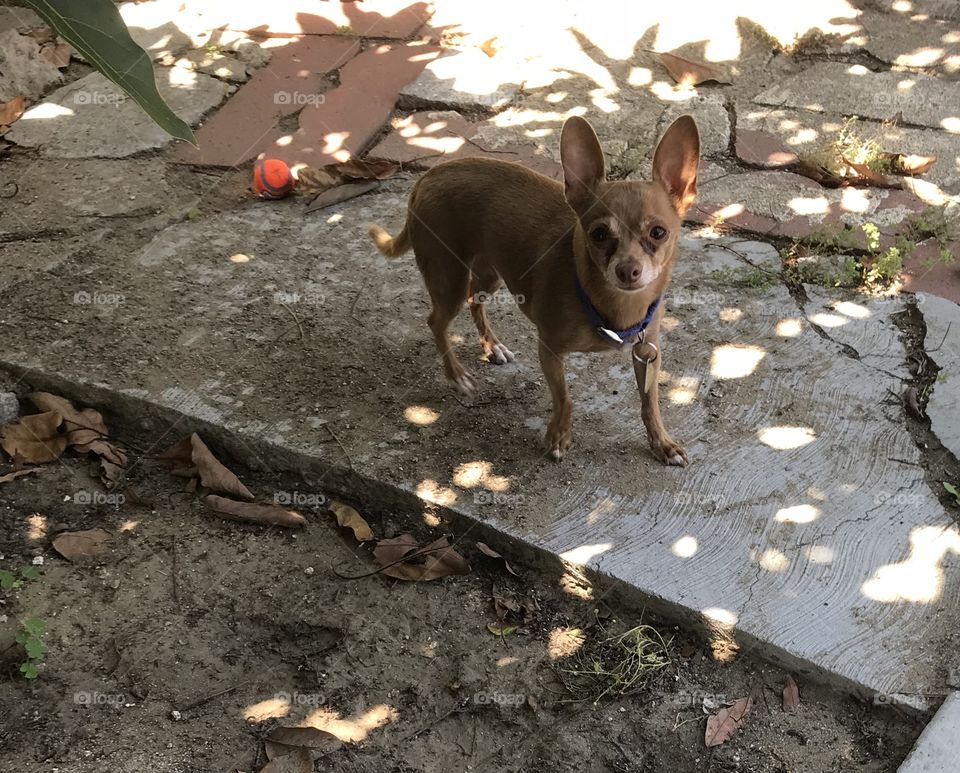 Peewee the chihuahua wants to play.
