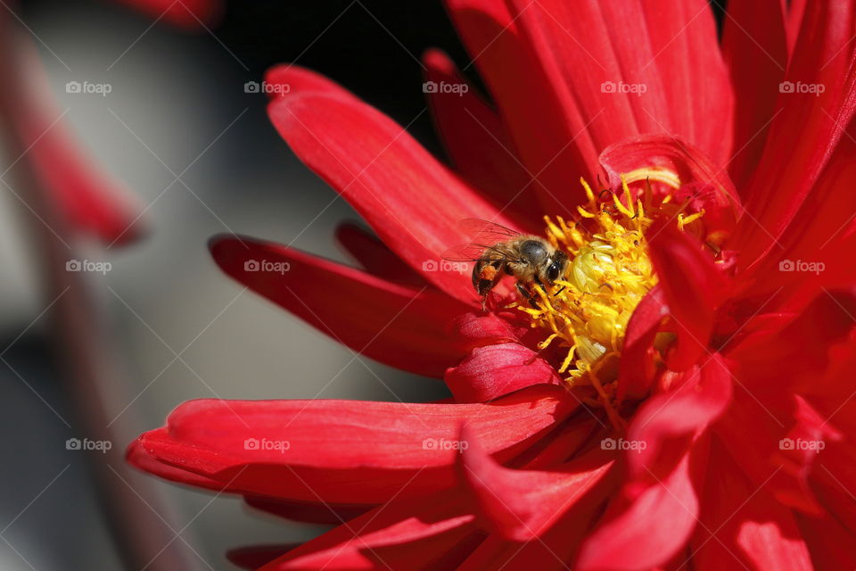 Bee collecting pollen from a fresh red Dahlia