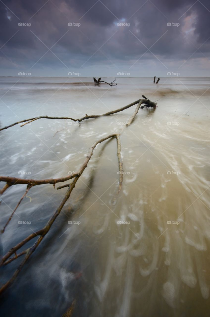 Mangrove trees on the beach at sunset or sunrise.