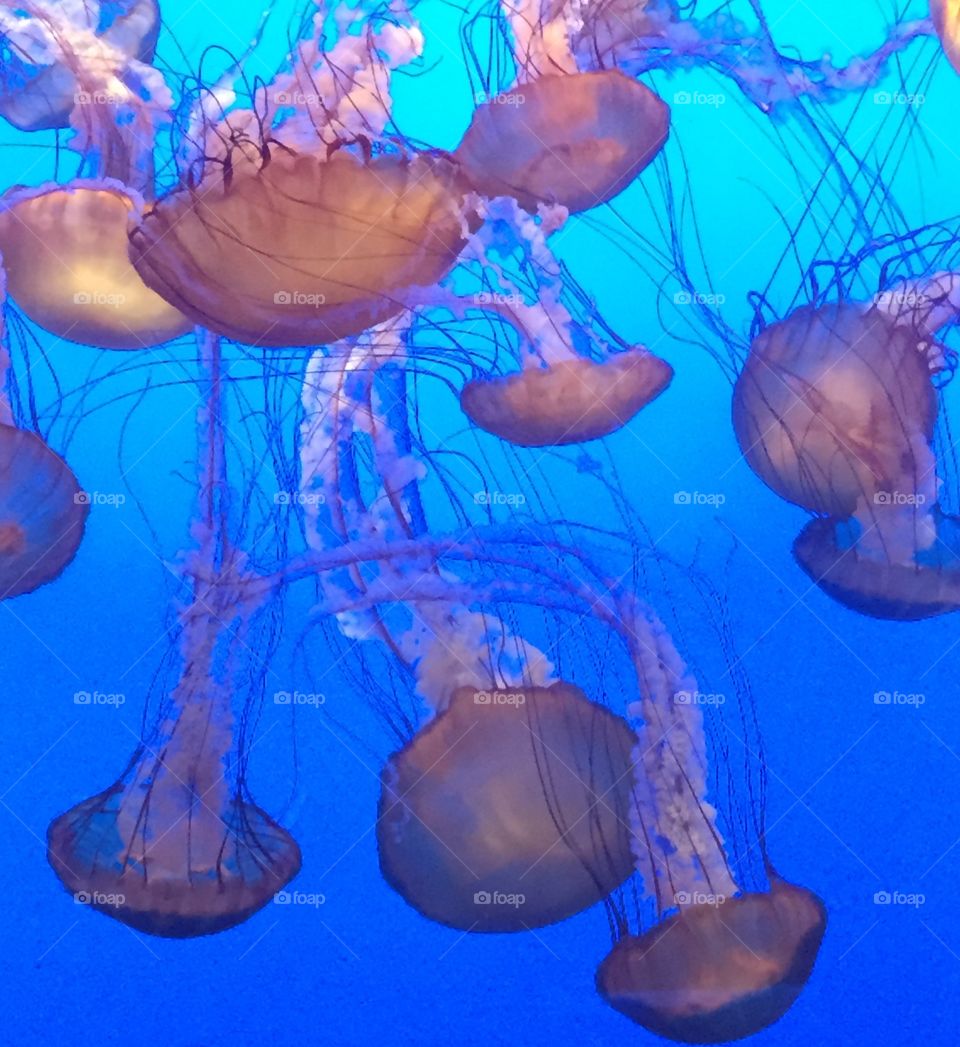 Jellyfish all around 