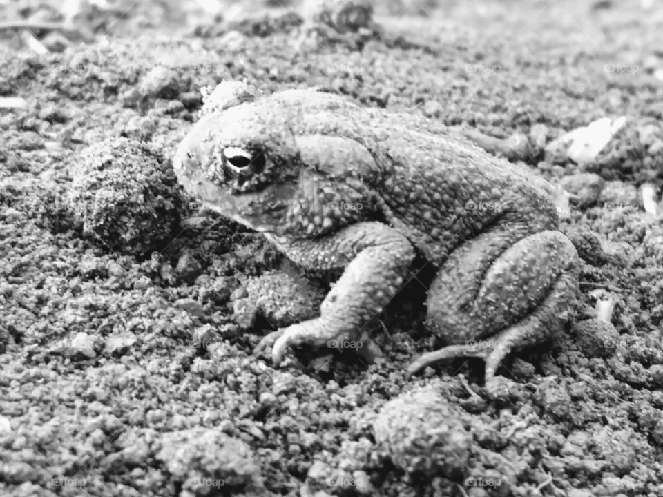 Nature, Sand, Animal, Amphibian, Little