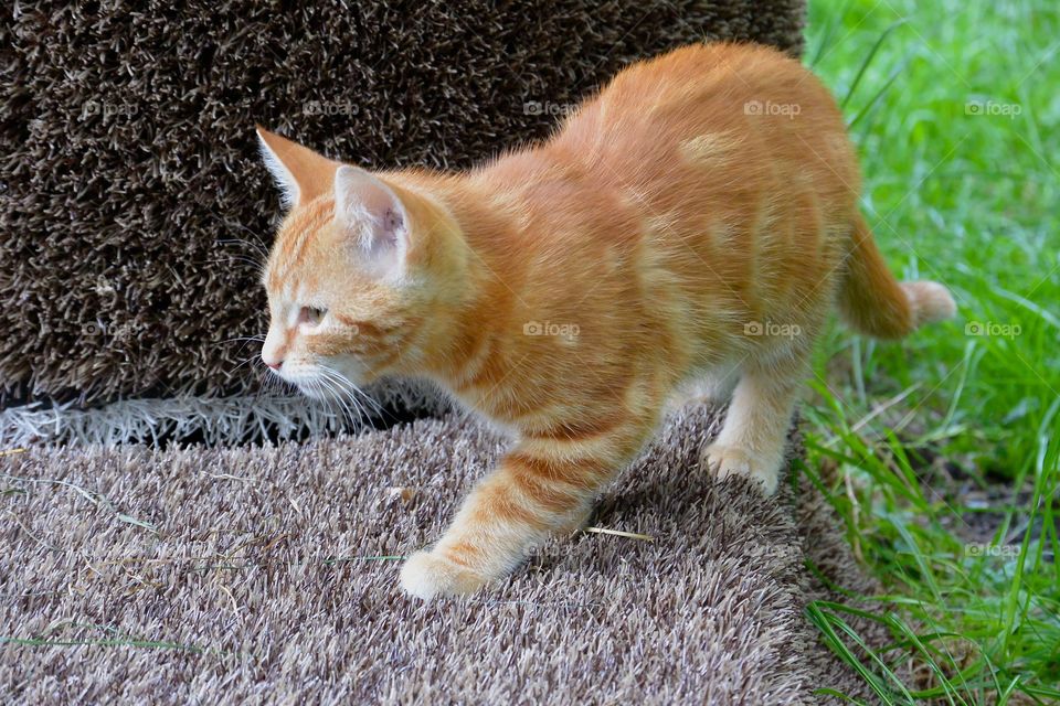 A cat hunting on what?