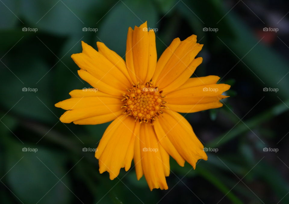 Yellow tickseed flower