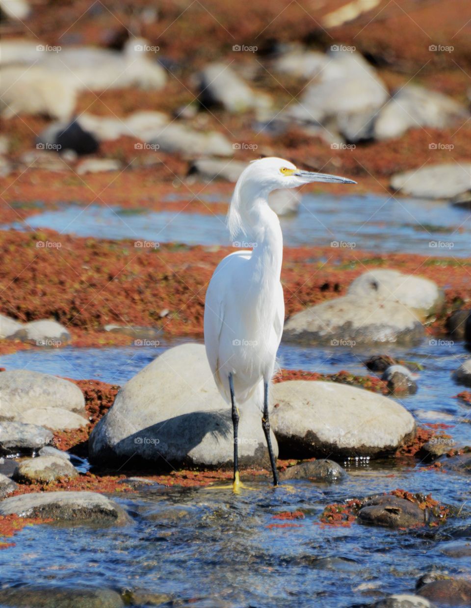 close up of a bird standing in the water searching for fish